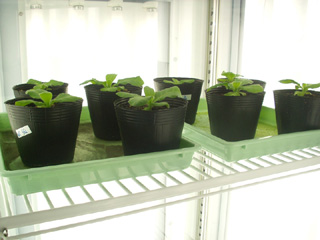 Plant cultivation 4